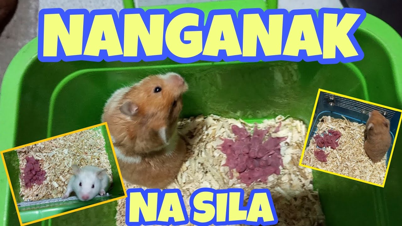 ANONG DAPAT GAWIN SA NANGANAK NA HAMSTER?