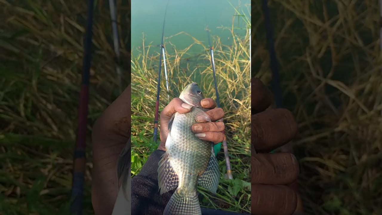 #mancing #mancingnila #mancingmujaher #nilamonster