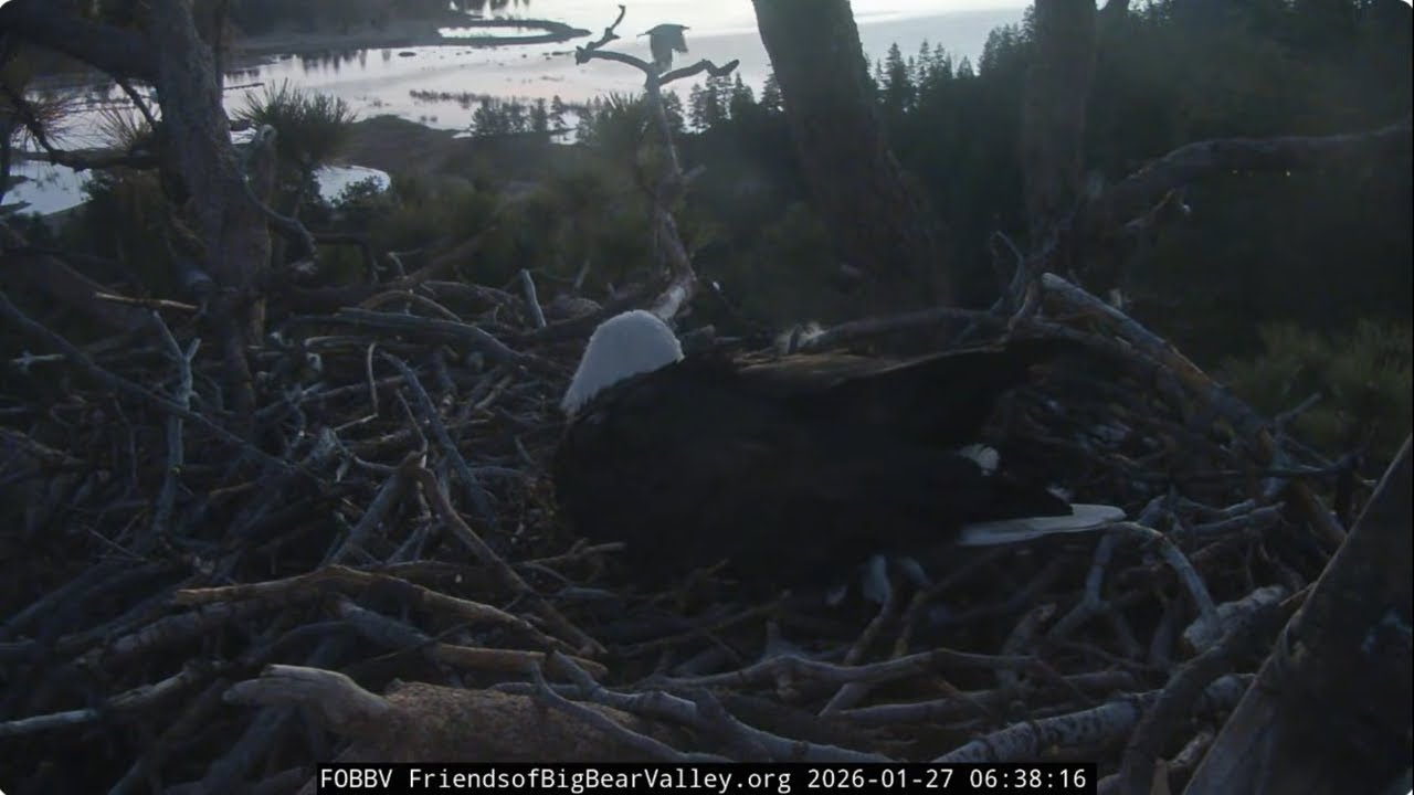 Morning conversation, Shadow sees two eggs for the first time and protects them from ravens FOBBVCAM