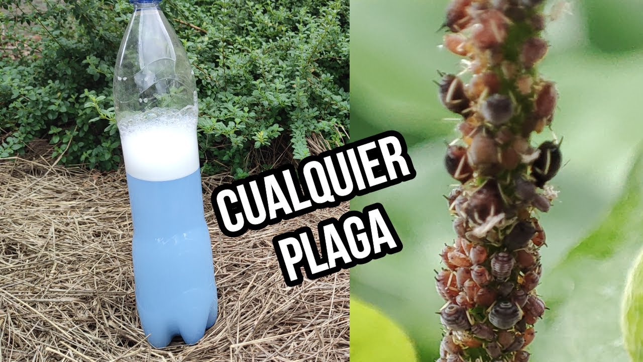 MATA 100% de los BICHOS y PLAGAS de tus PLANTAS y CASA con este INSECTICIDA Casero GRATIS,