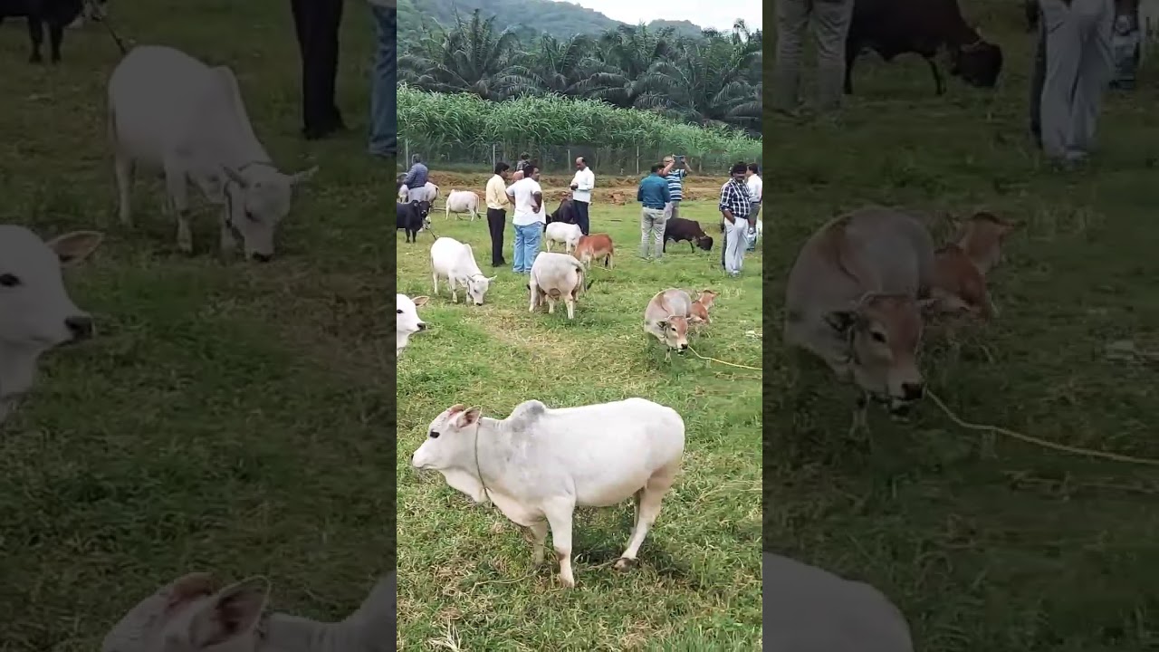 Mini cows# Pocket size cows#Miniature punganuru cows#Cow cuddling therapy#indian #desi #shorts