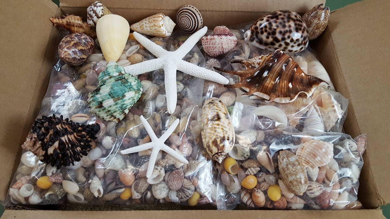 ASMR unboxing seashells