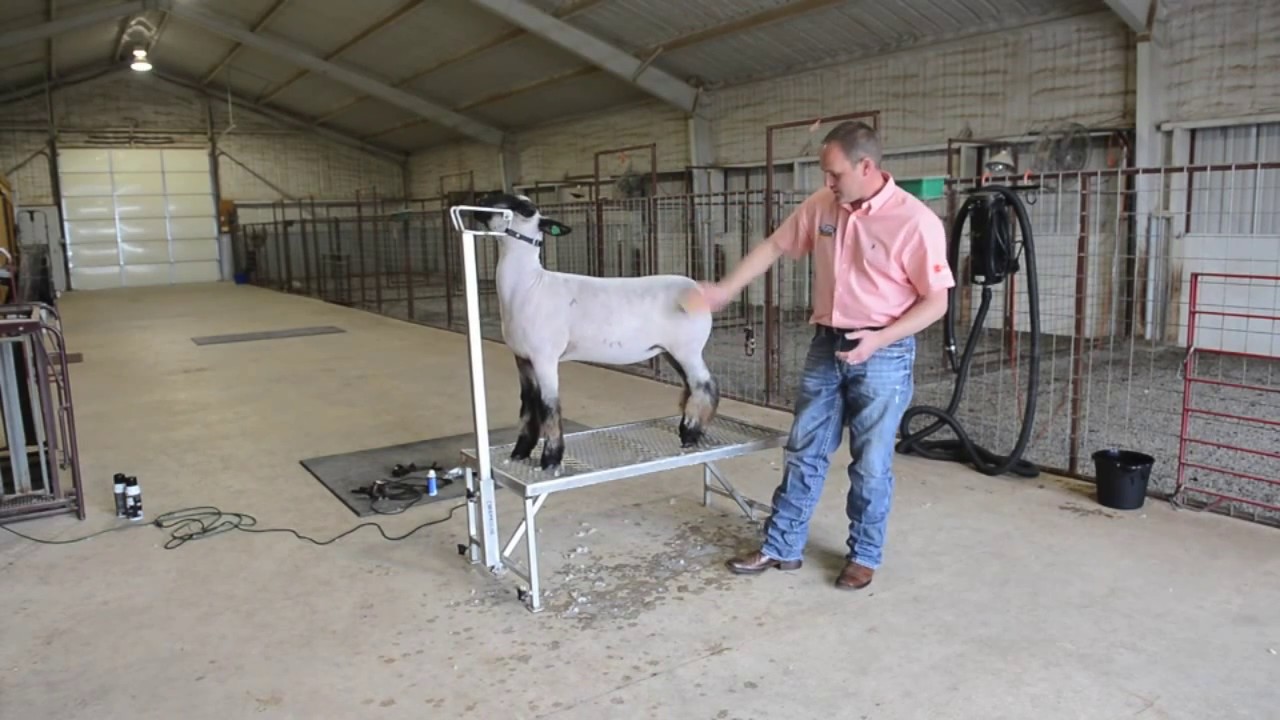 Sheep Washing Tips: Livestock Brightening Shampoo