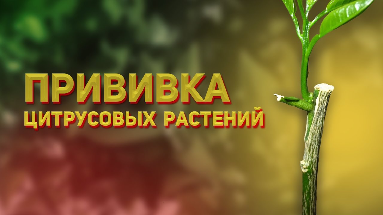 Прививка цитрусовых почкой и черенком в домашних условиях - прививаем лимон, мандарин, апельсин сами