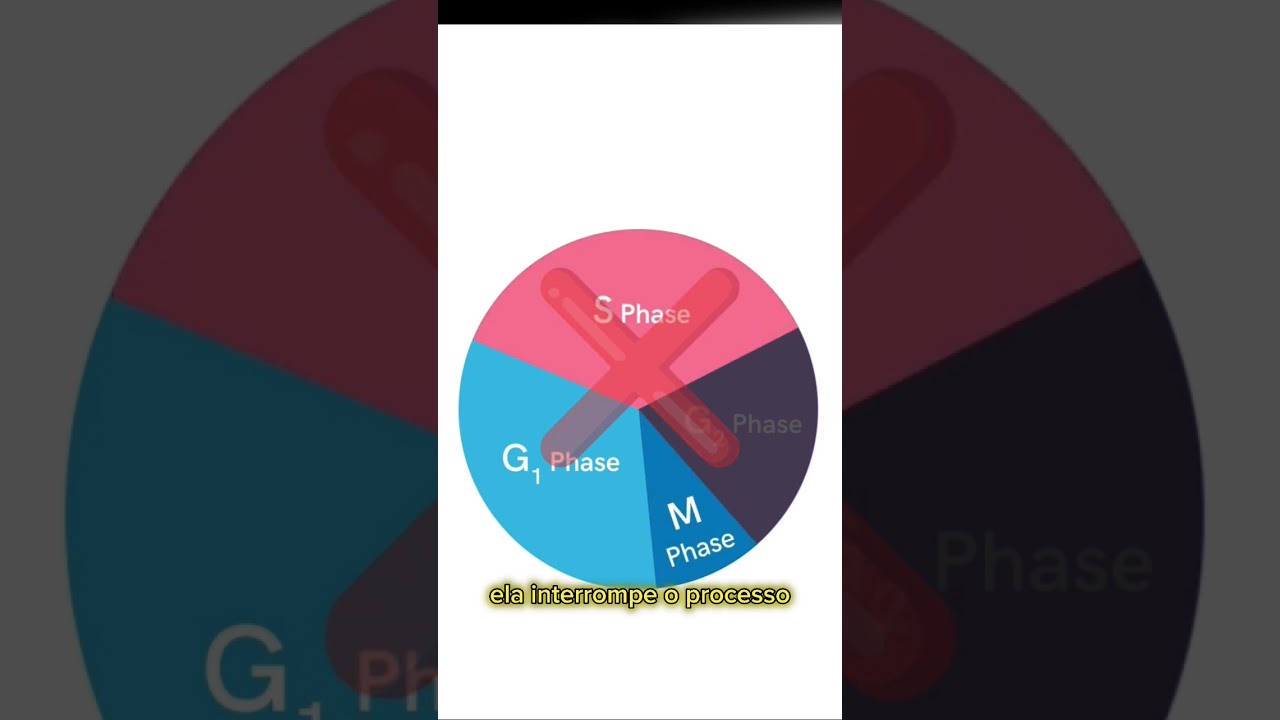 Ciclo celular Interfase
