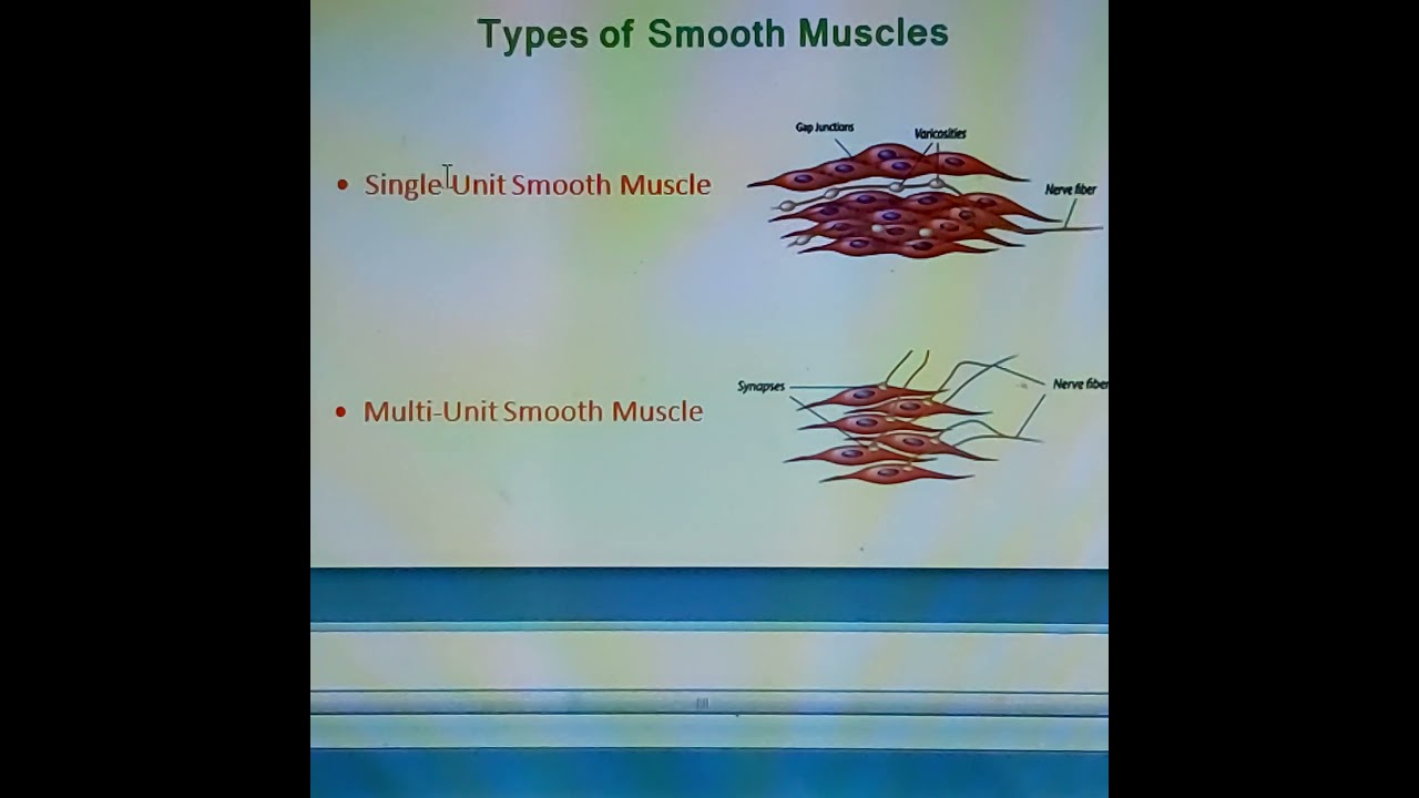 Smooth muscle physiology