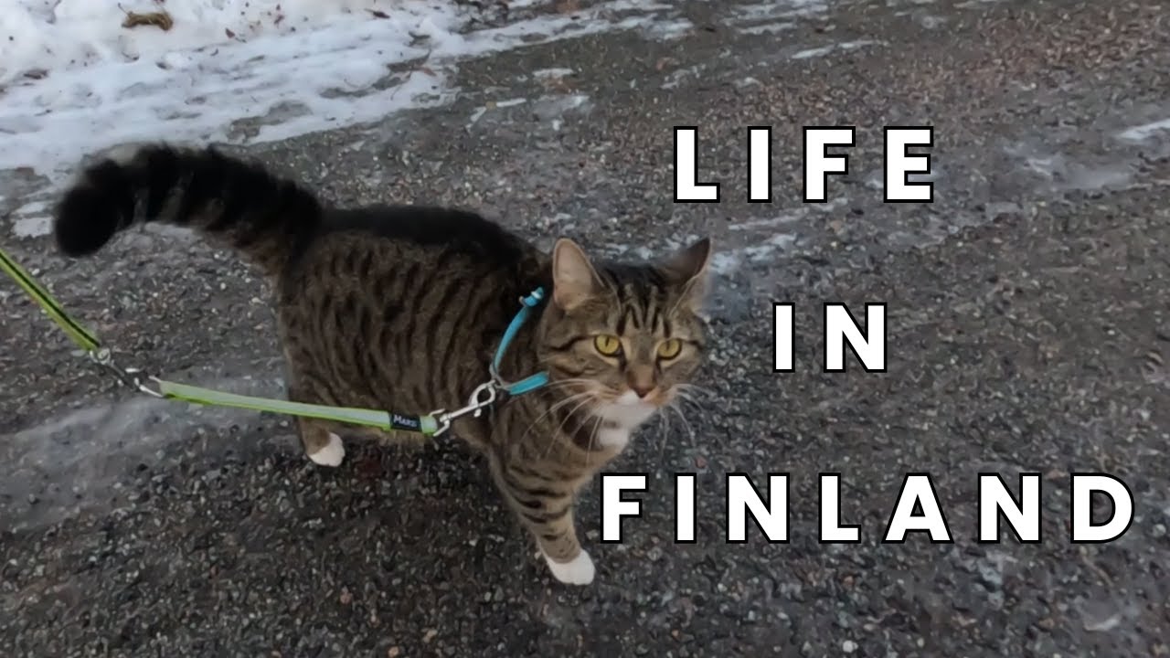 Life in Finland | kitty walks | groceries | cooking