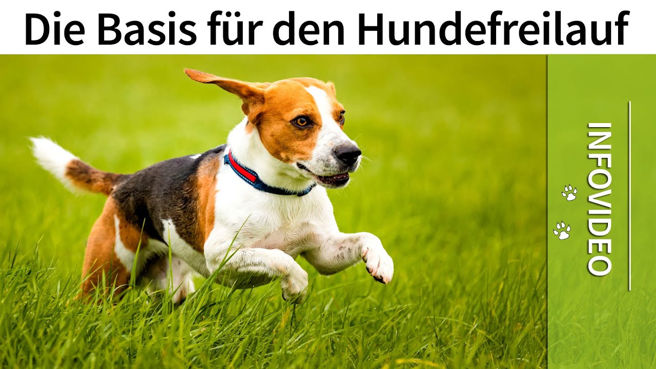 Hundefreilauf ➡️ Die Basis für deinen Hunde Freilauf ✔️