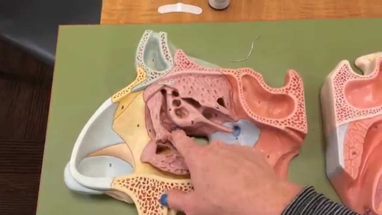 DOOLEY NOTED: Paranasal Sinuses
