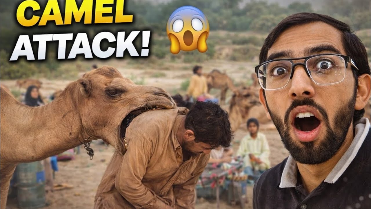 Camel ny muj per  attack  kar deya || desert life in pakistan