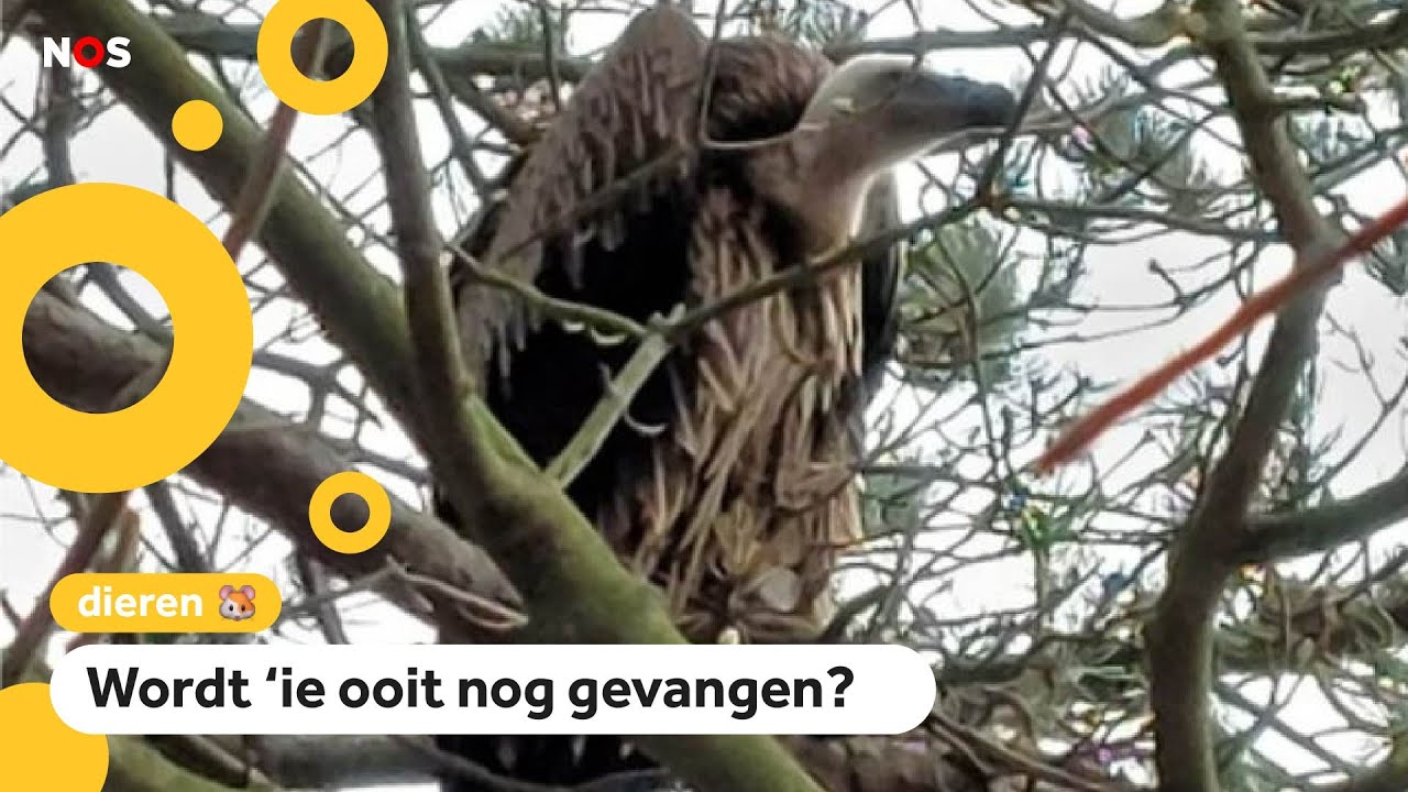 Ontsnapte gier gespot in Zeeland