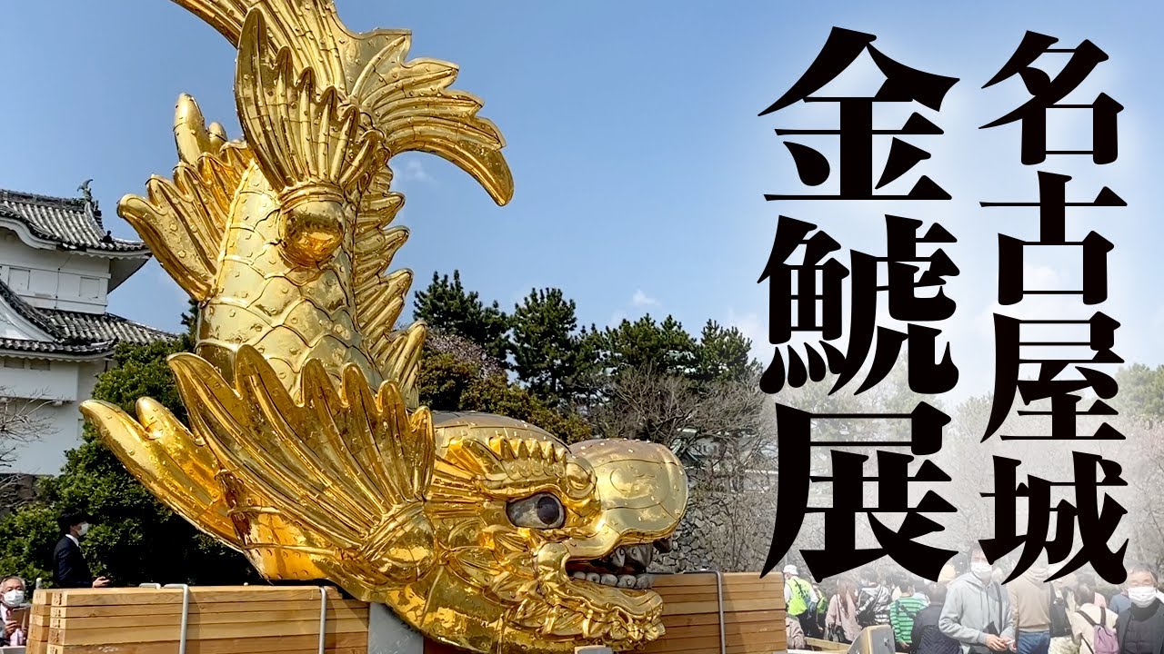 間近で見る金シャチが綺麗すぎ!! 名古屋城【金鯱展】16年ぶりに地上に降りた金シャチを間近で見るチャンス!  お城での展示は4/2まで! 速報 ニュース