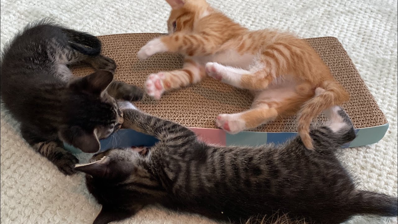 Kitten's First Scratcher