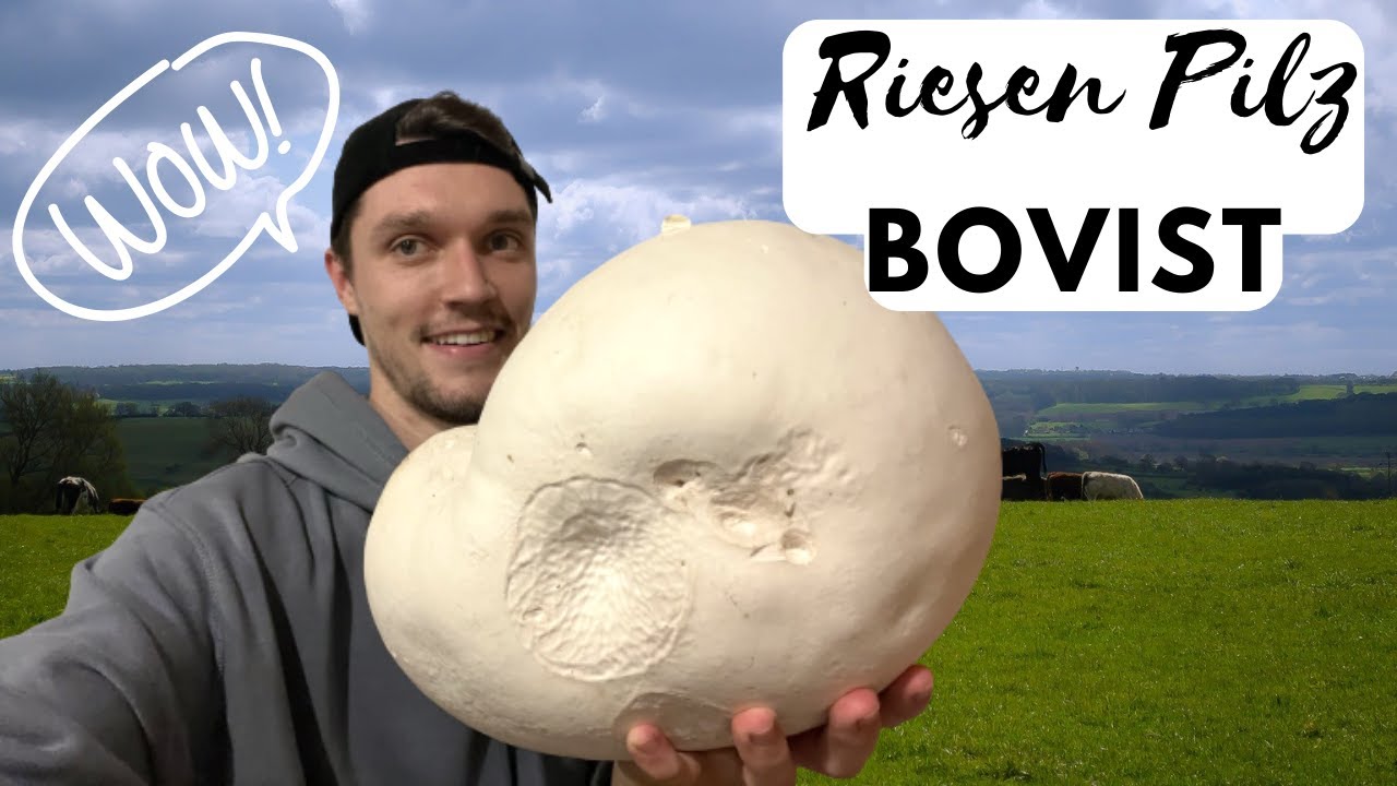 Riesenbovist als Anf&auml;nger finden und sicher erkennen + Zubereiten