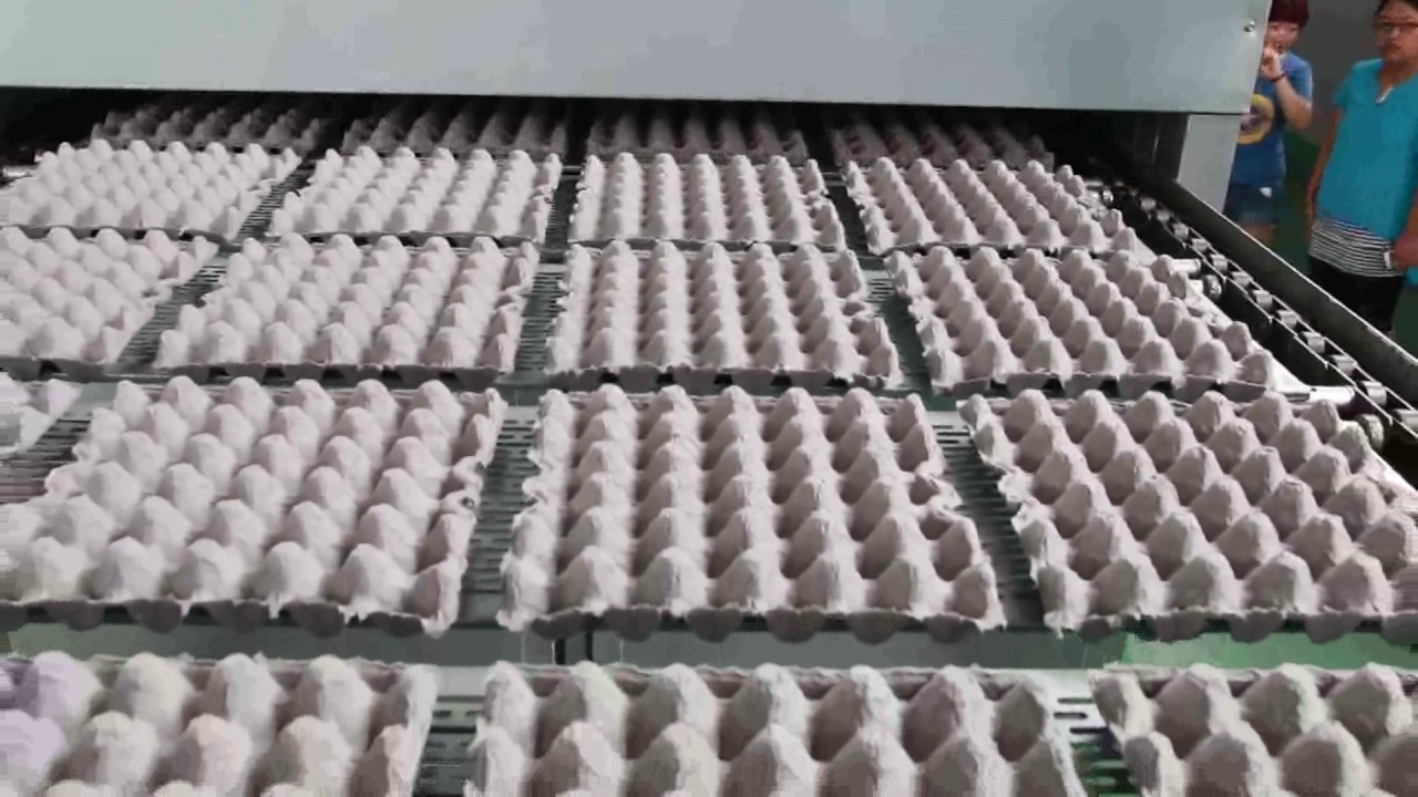 4000 pcs/h egg tray machine running video