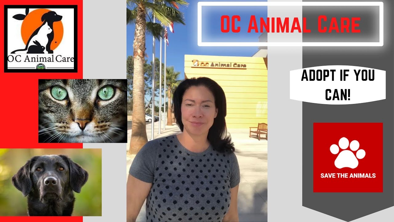 My visit to the OC Animal Care Facility (28)