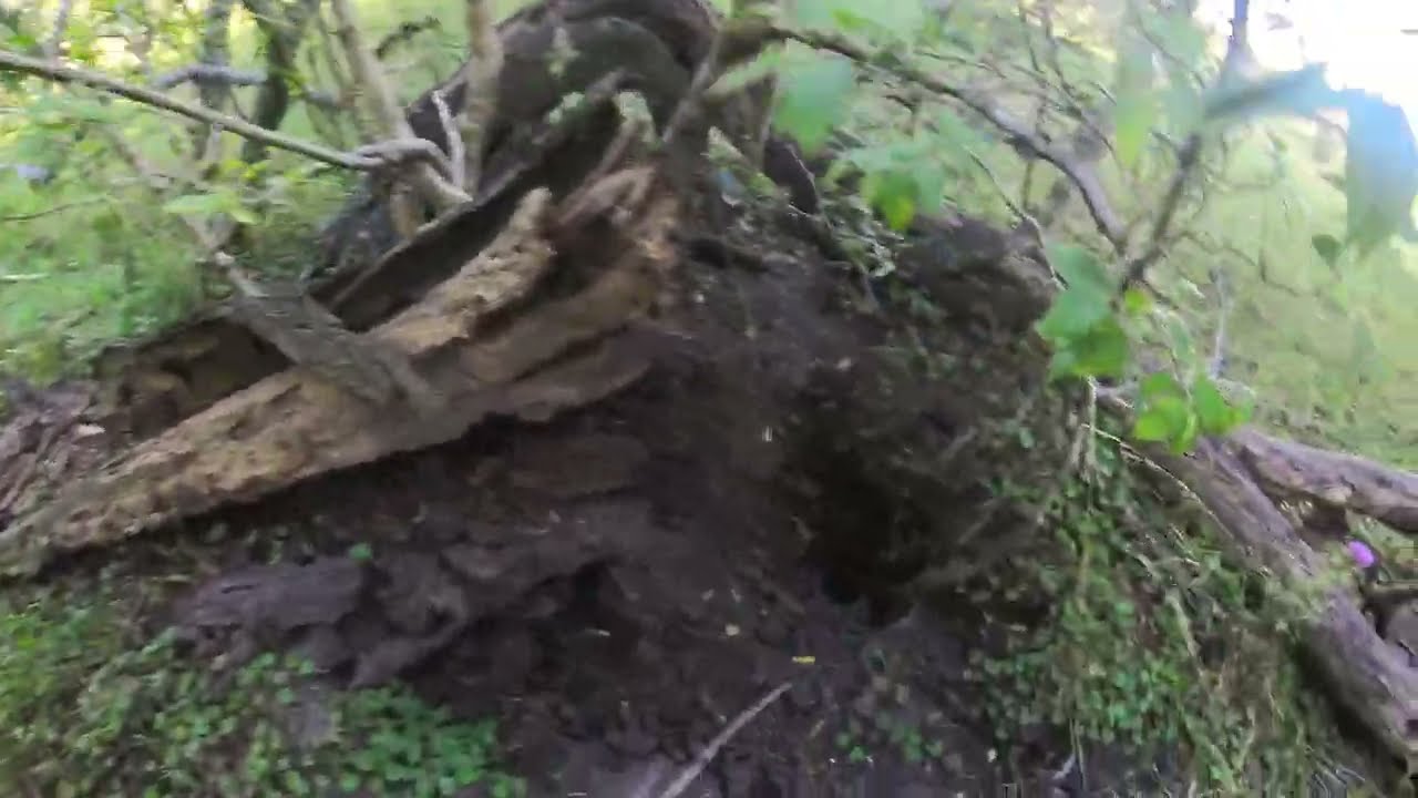 paisaje de campo, caminando por monte natural, asmr visual NO IA