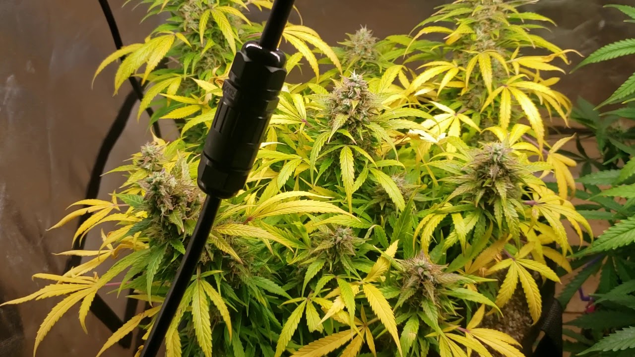 Mars hydro sp250