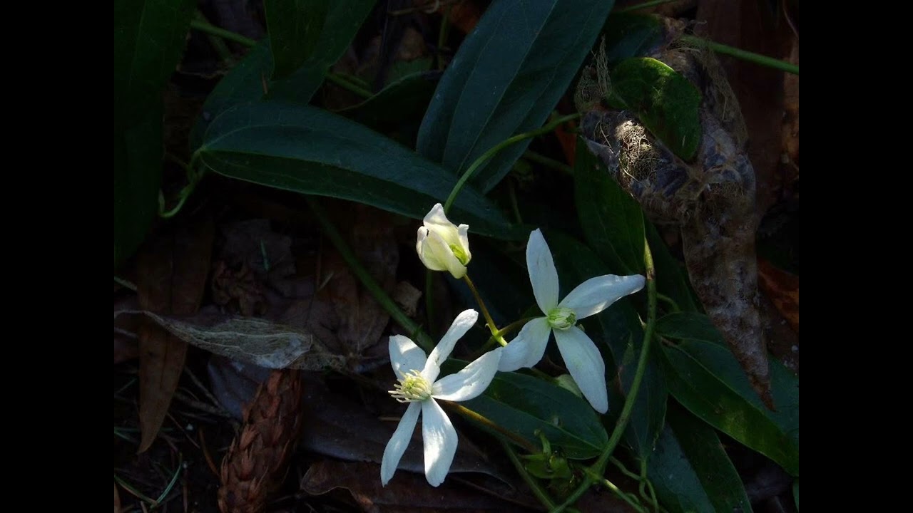 MDZ - Never Thought (Instrumental)