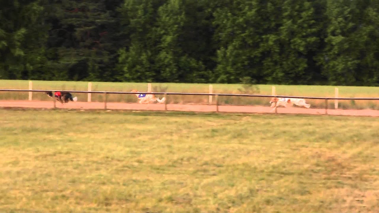 L&auml;ht&ouml; 12: ven&auml;j&auml;n vinttikoira, Sijoitus, pisteet 15-20, 480 m