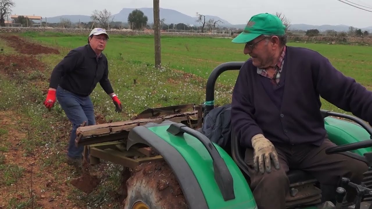 Arrabassar ceps de vinya vella a Algaida - Uep IB3