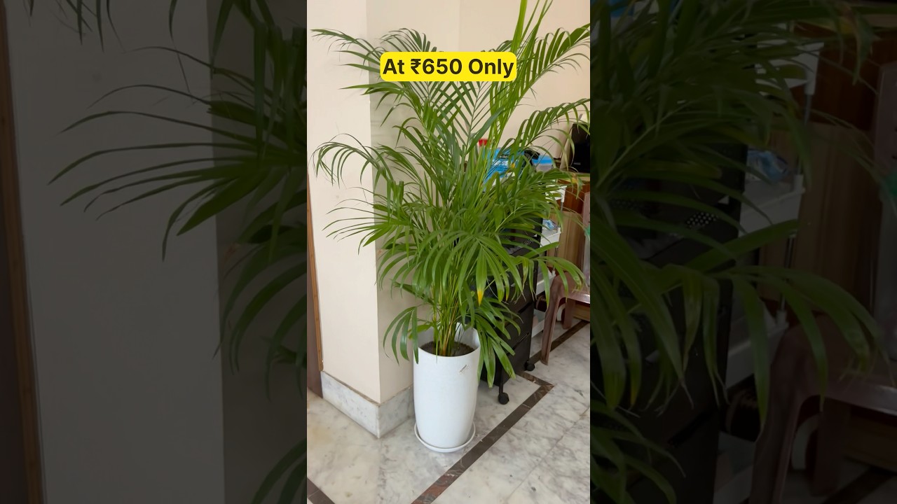 Areca Plant Repotting in a Tower Pot for Home Decor 