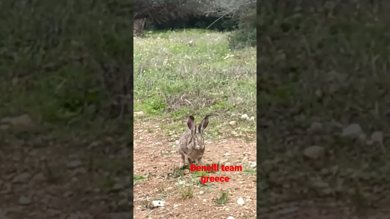 sound tracking hare chase you