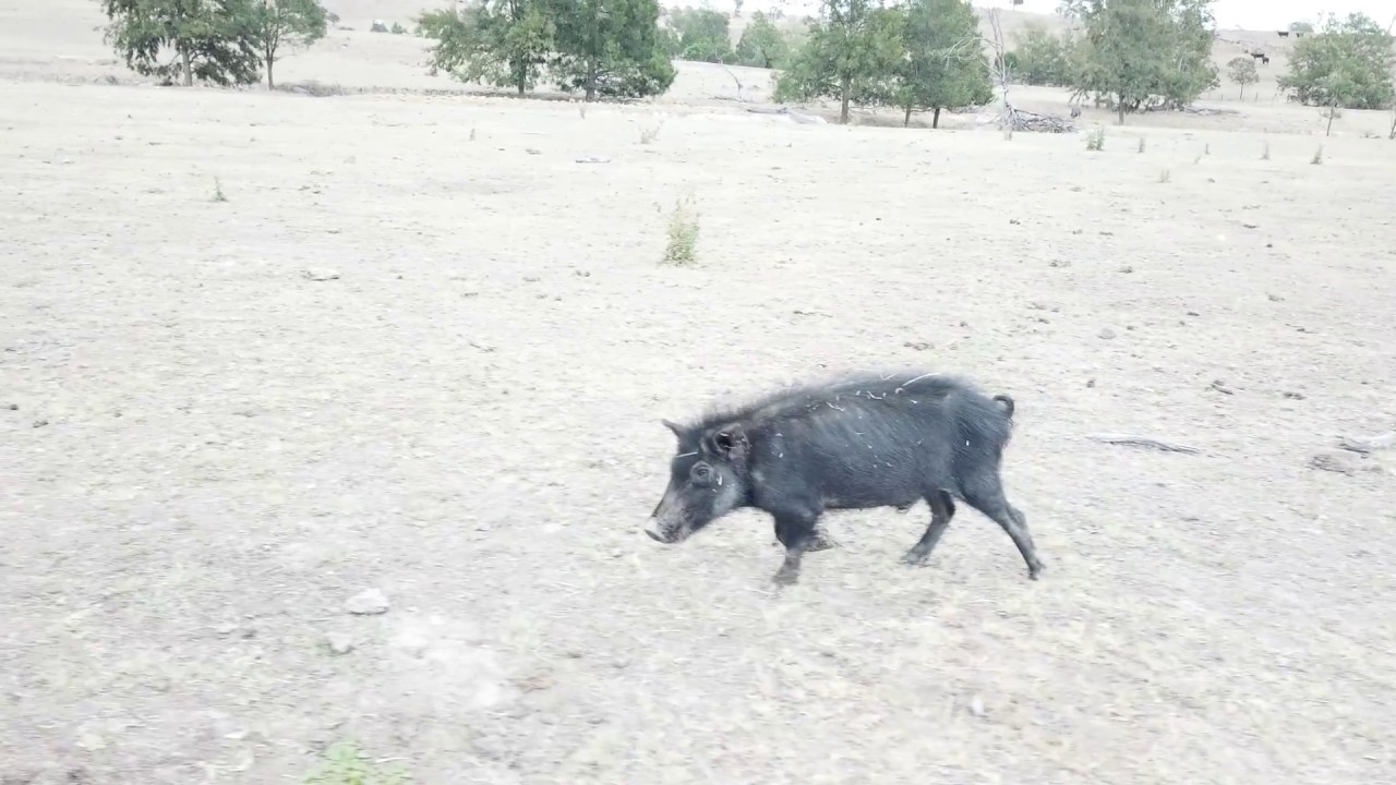 Drone scouting for pigs and goats