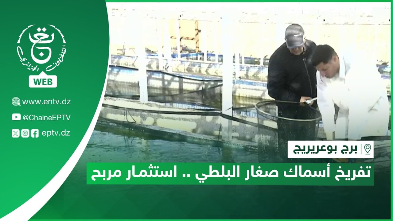 برج بوعريريج | تفريخ أسماك صغار البلطي .. استثمار مربح