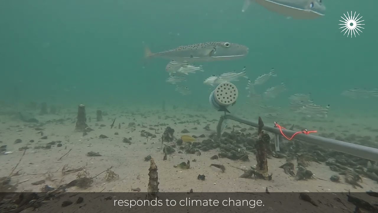 Oceans Without Borders | BRUVS - Mangrove Surveys