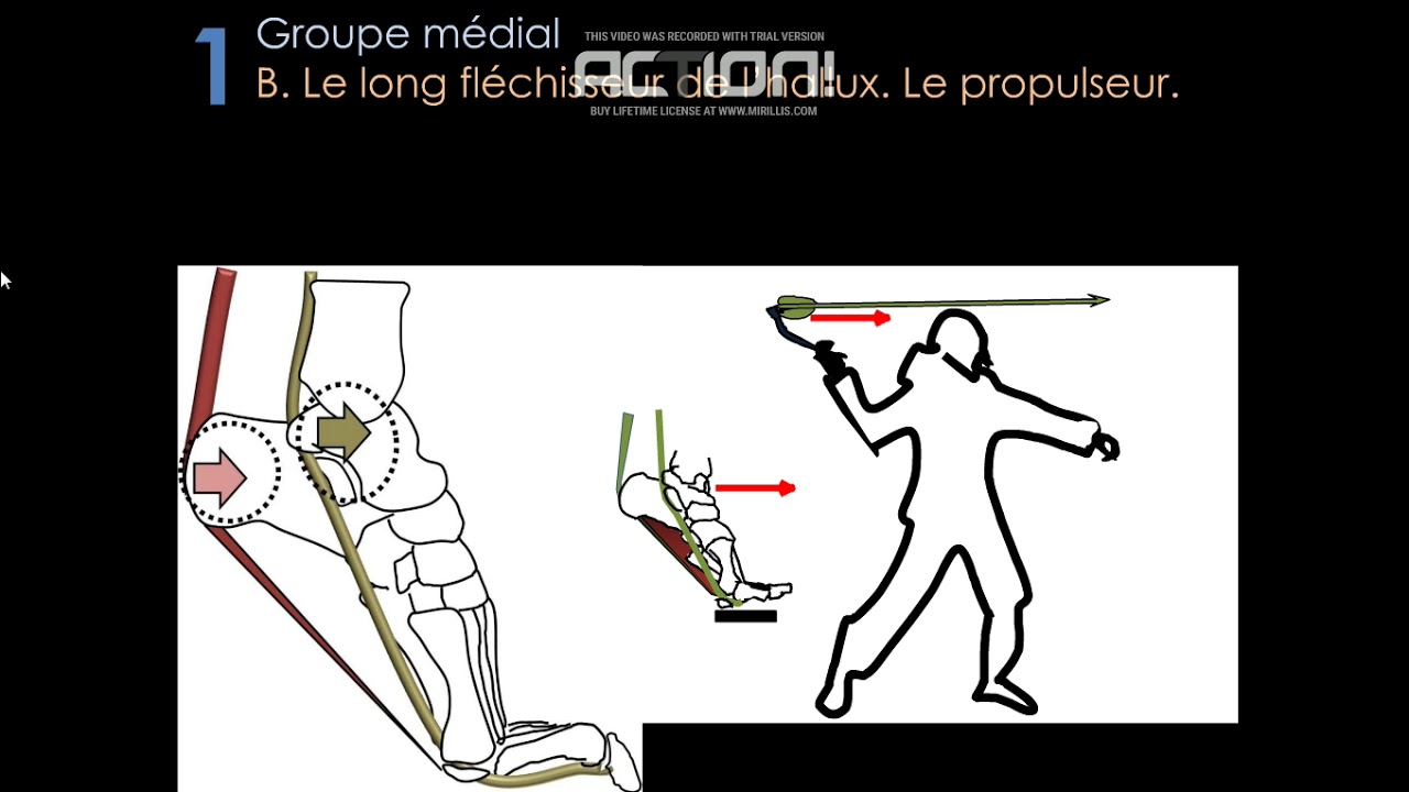 TENDONS DU PIED ET DE LA CHEVILLE JFR