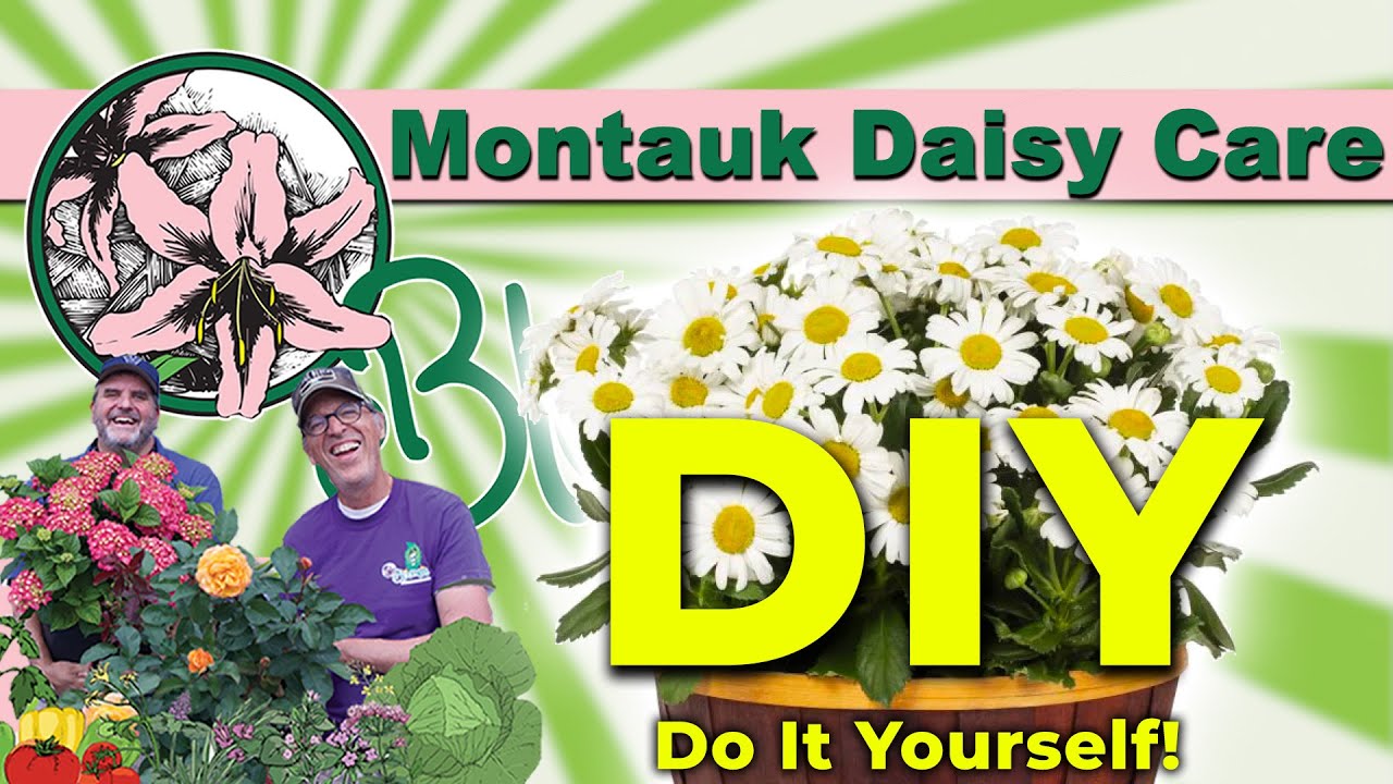DIY Montauk Daisy Care | Bloomers in the Garden | Do it Yourself Tips!