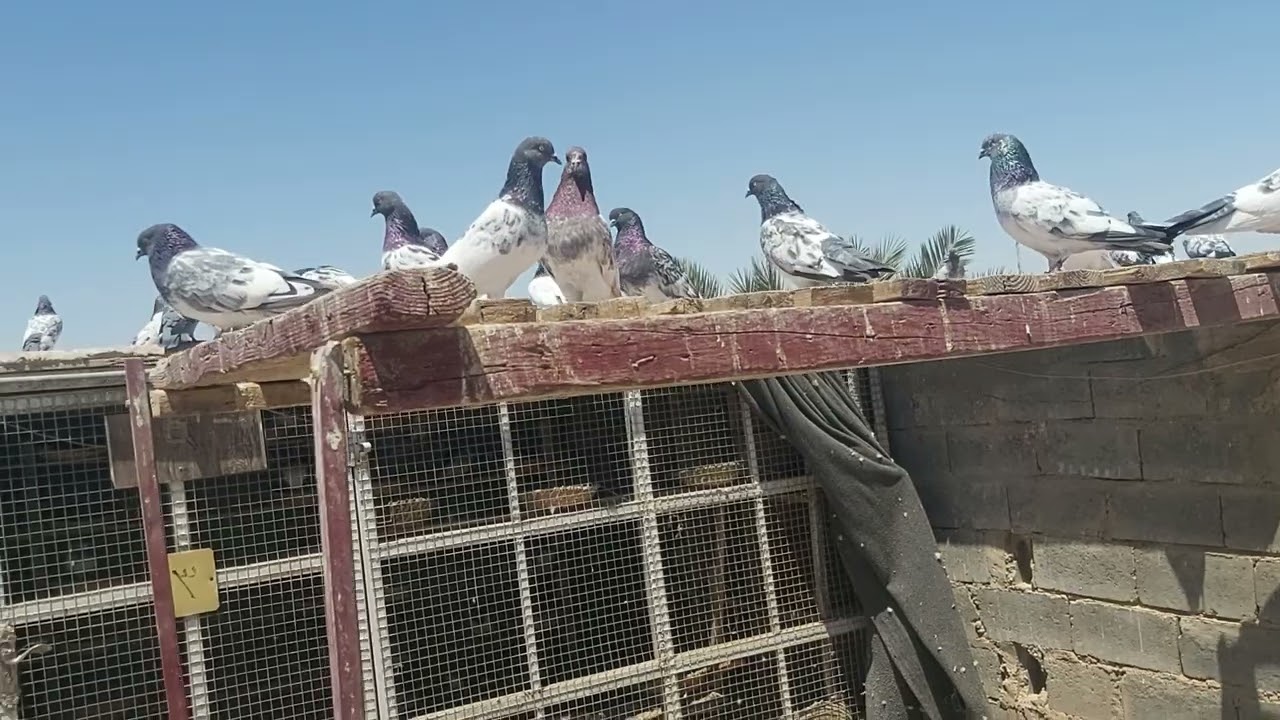 معلومه عن الفرخات