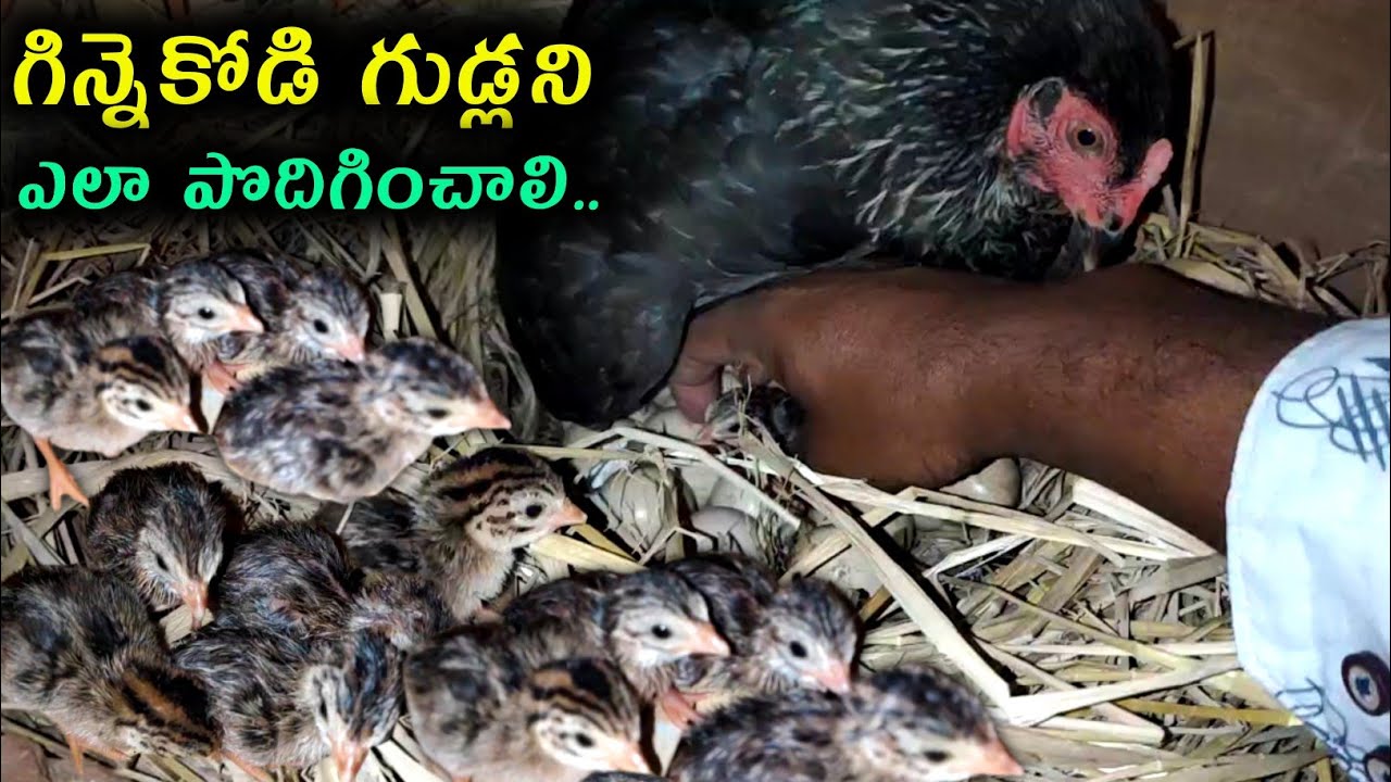 Chicken hen raise guineafowl chicks | @youngfarmeratoztelugu