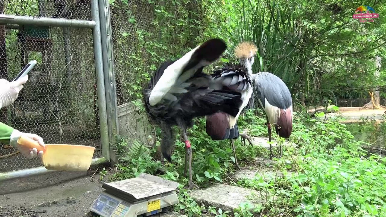 自己的體重自己量 冠鶴被訓練上磅秤