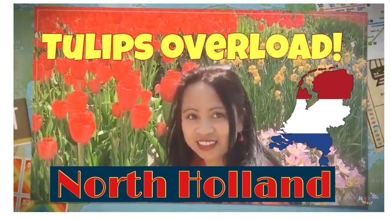 TULIPS OVERLOAD 2/2 | in Anna Paulowna Poldertuin