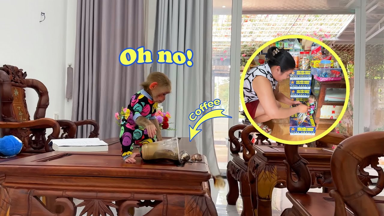 Mischievous Monkey Kyo spills Dad's coffee and her clever way of handling it!
