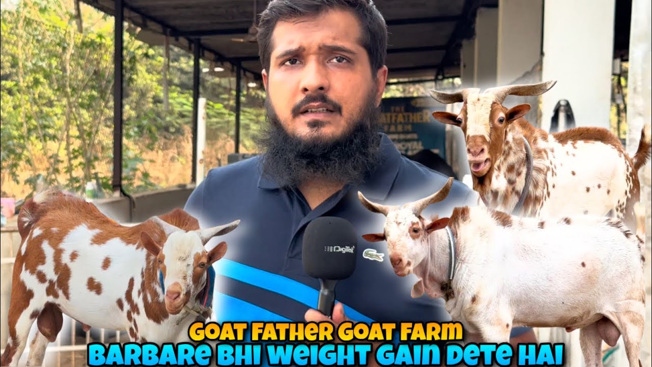 BARBARA Collection of The Goat Father Goat Farm Bhiwandi Padhga