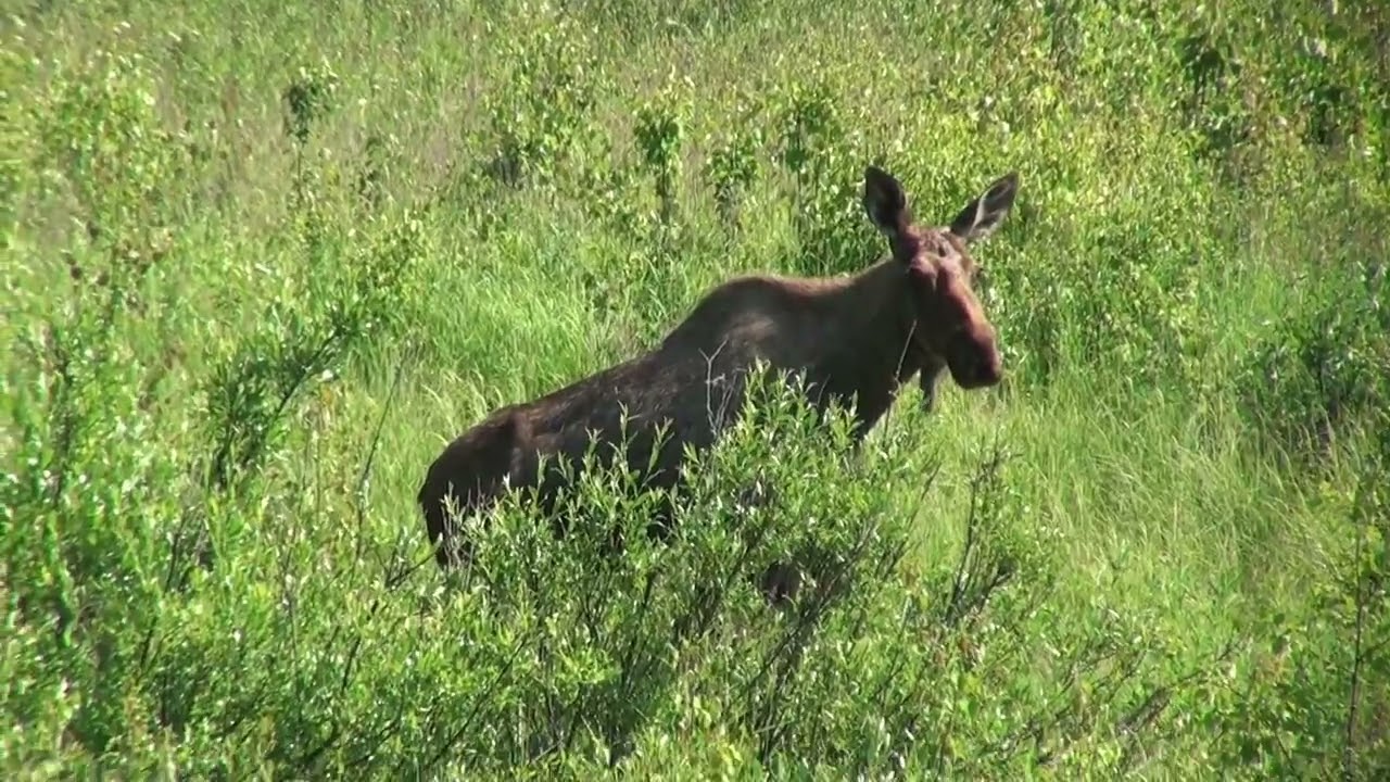 Travelling Alaska