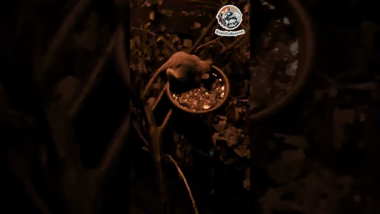 они активны только ночью 