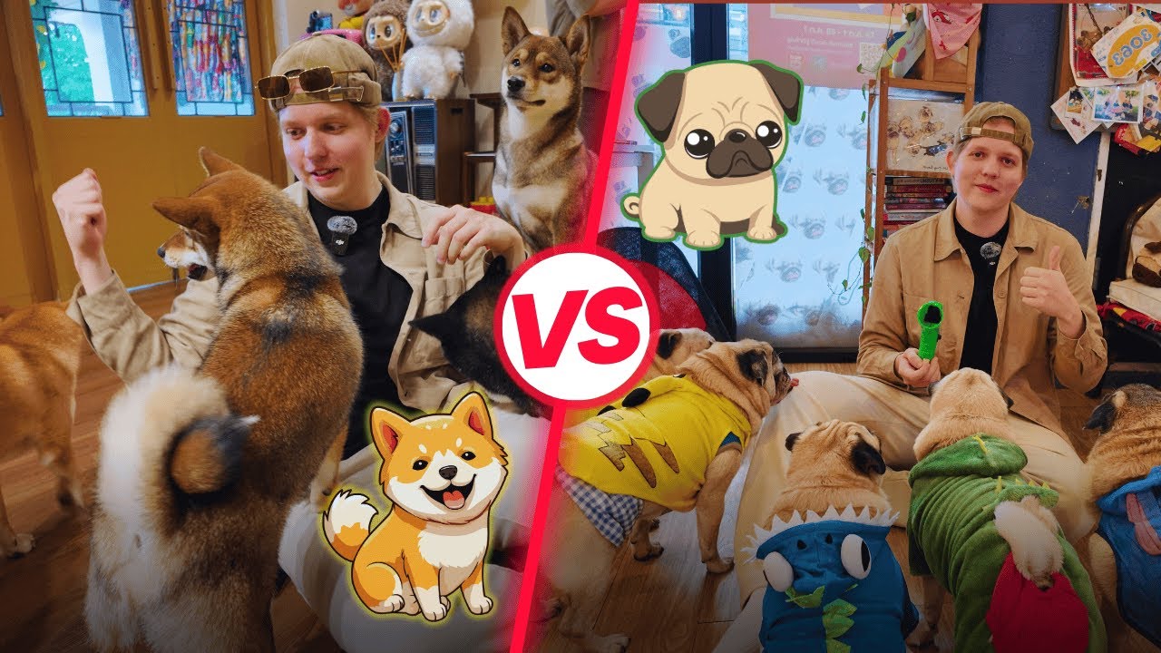 BANGKOKIN PARAS KOIRAKAHVILA? – Mopsi VS Shiba!