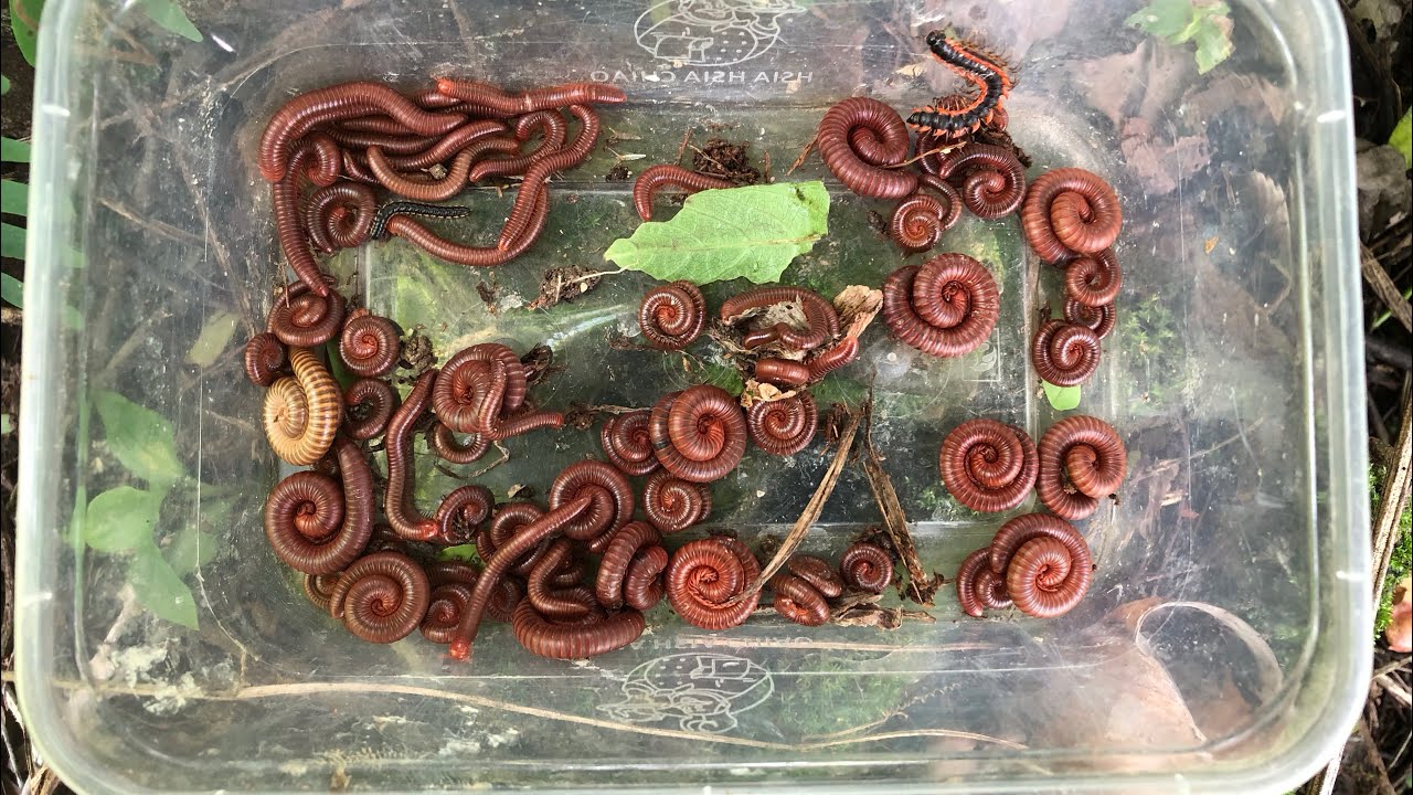 Oh OMG The Best Cath Red millipede and Small Black millipede So Cute 