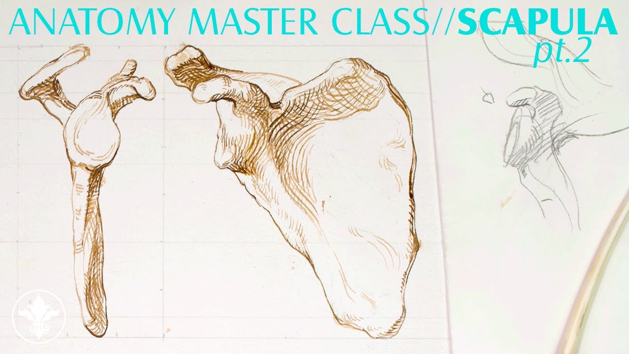 🦴 Anatomy Master Class for Artists / Shoulder Girdle / Part 2
