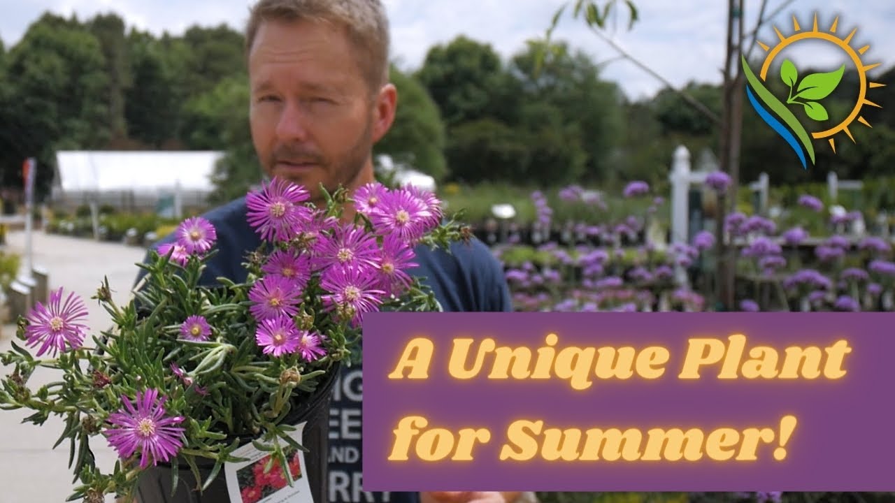 A Unique Plant for Summer | Hardy Ice plant | Outdoor Inspiration