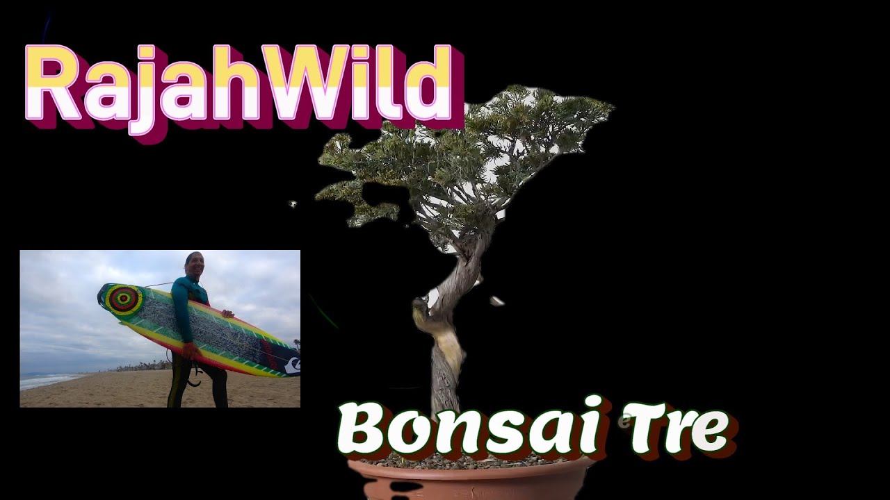 RAJAHWILD BEACH SURFING NINJA BONSAI TREE  NEW VIDEO  
