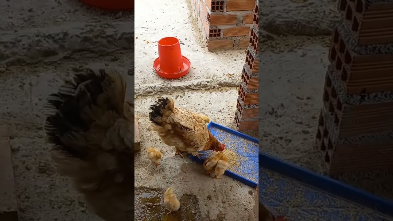 Gallina llama a sus pollitos para comer