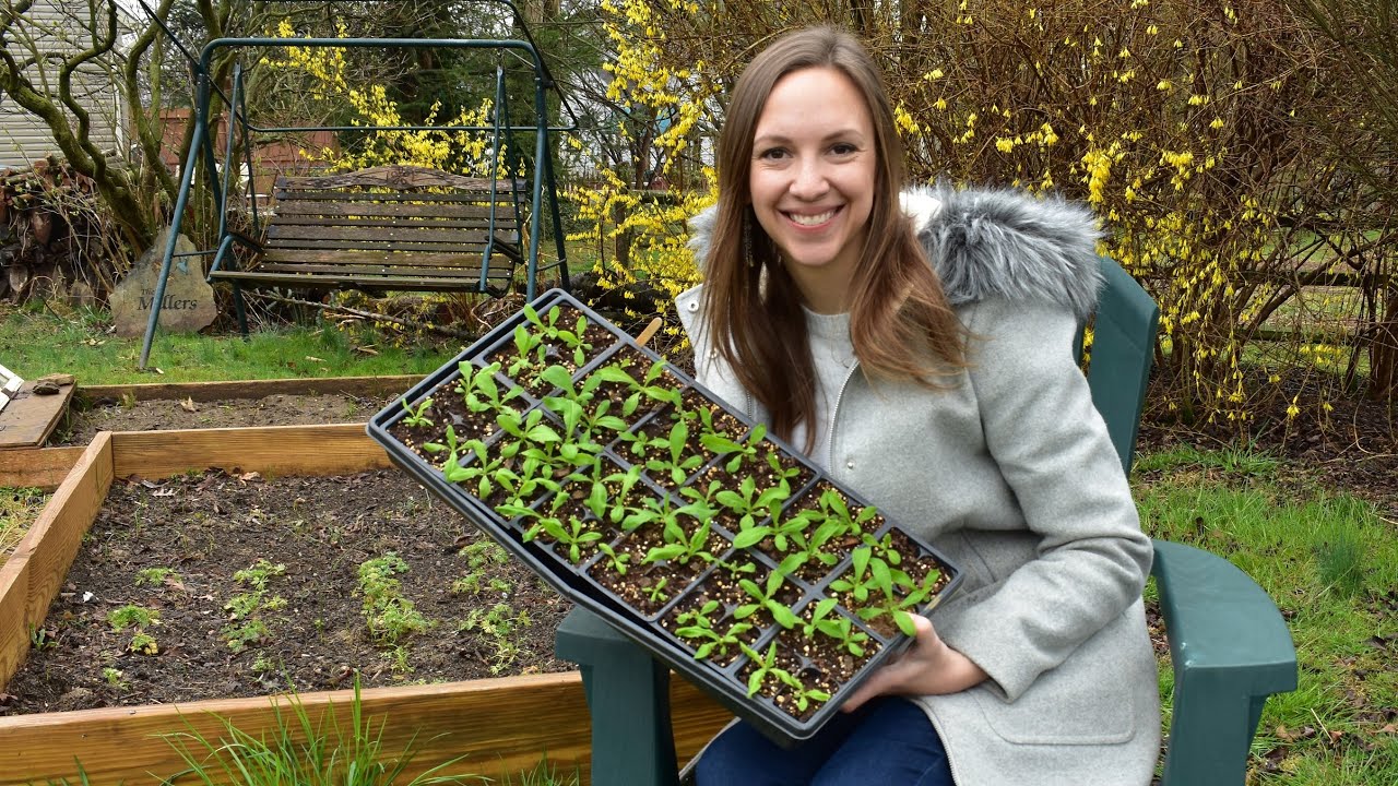 What is a Hardy Annual? When to Plant Cool Season Annual Flowers for an Early Harvest!