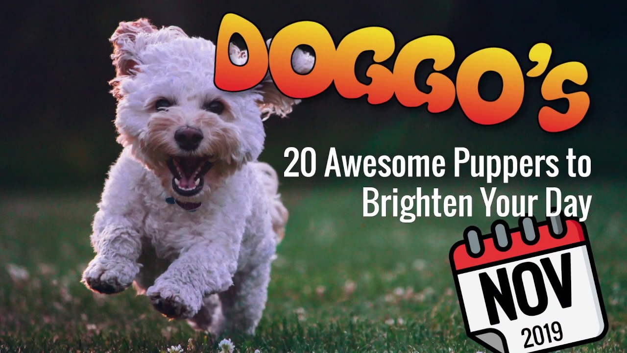 ♥ Heartwarming Doggos and Puppers | Nov 2019 | Many Doggo Breeds
