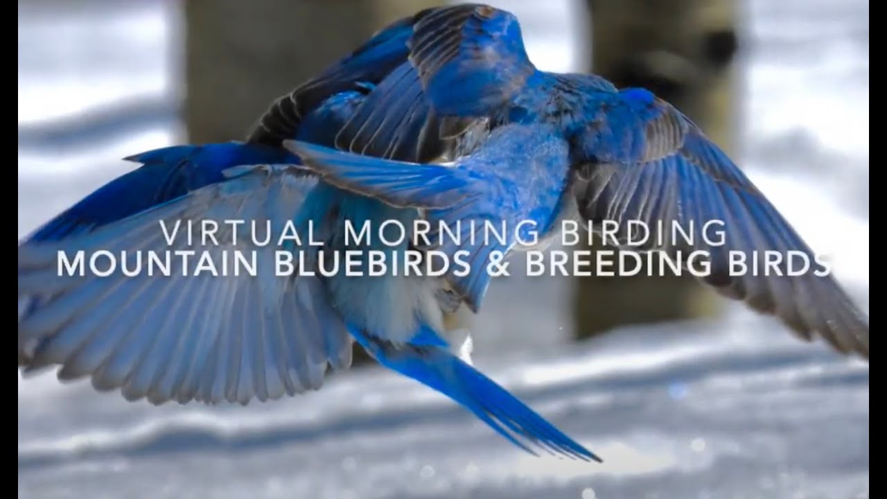 Virtual May Birding: Mountain Bluebirds & Breeding Birds