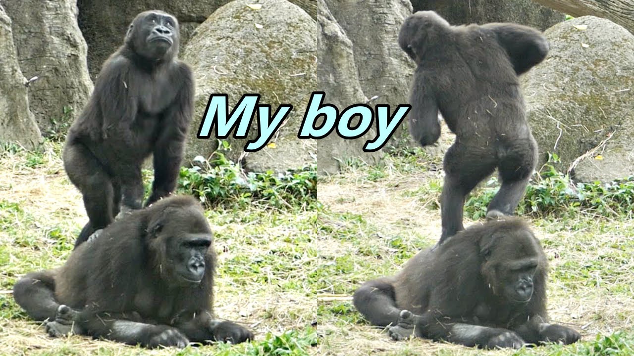 Naughty Ringo played with mom, Iriki / 調皮的Ringo跟媽媽玩😍